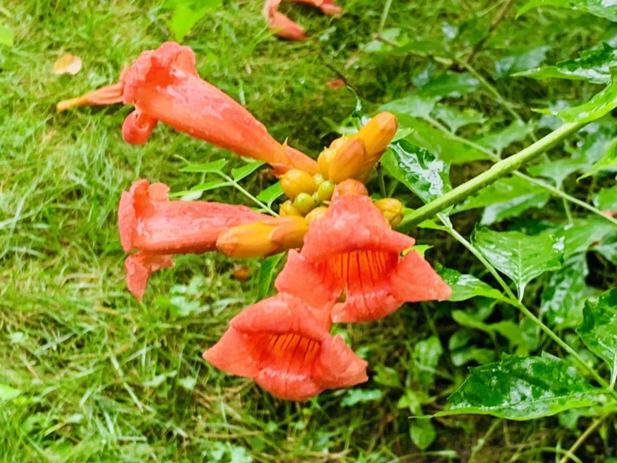 IMG_0060.jpg?type=w966