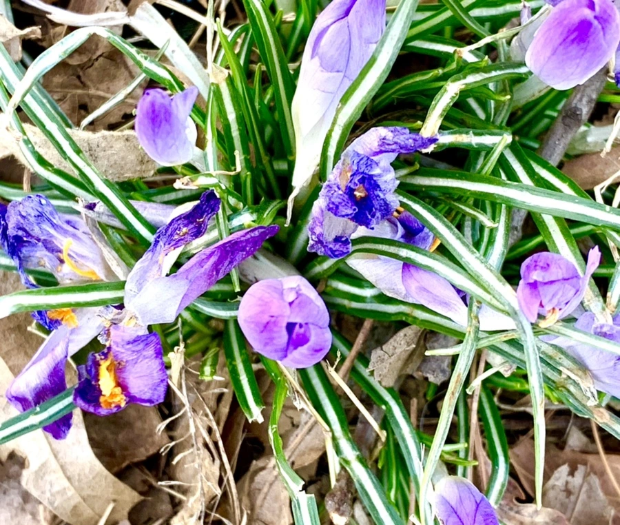 IMG_1485.jpg?type=w966