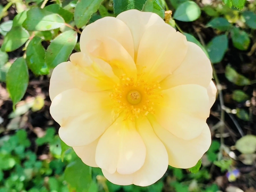 IMG_8505.jpg?type=w966