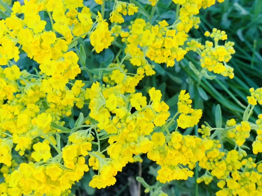 IMG_4171.jpg?type=w966