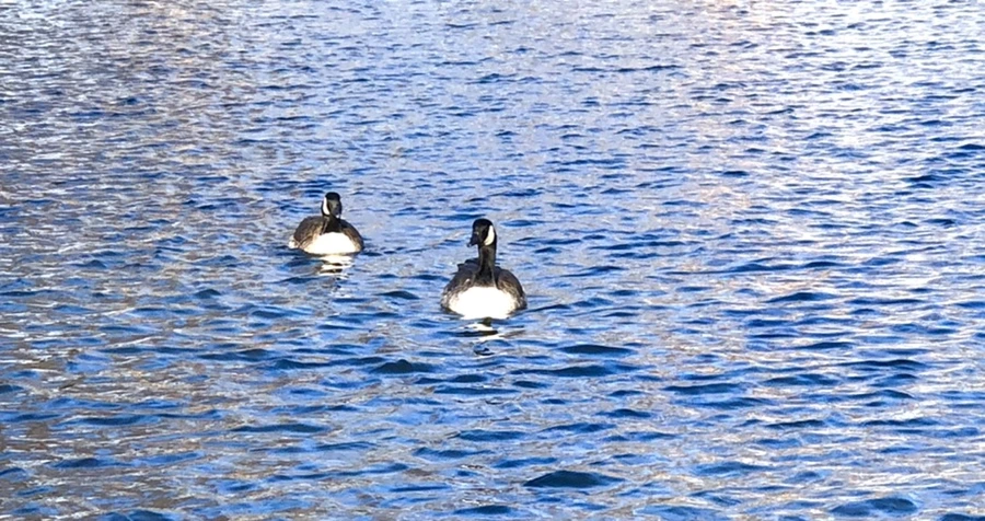 IMG_3906.jpg?type=w966