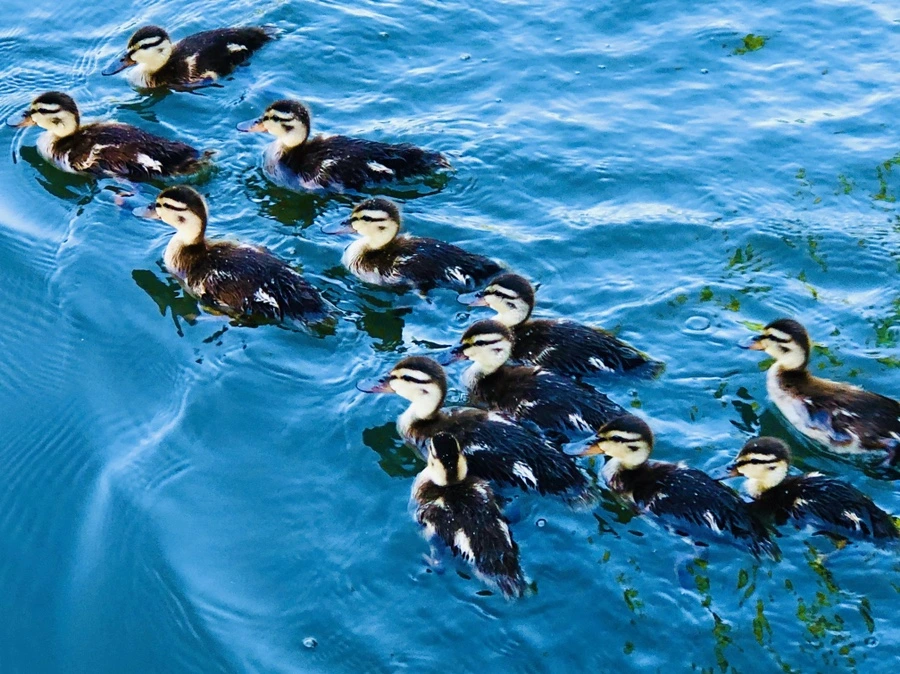 IMG_2657.jpg?type=w966