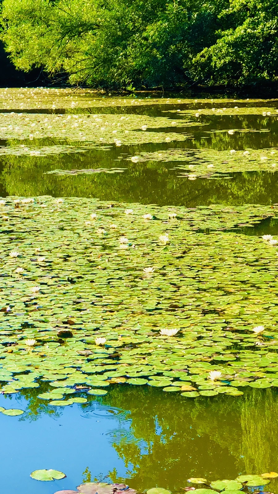 IMG_3951.jpg?type=w966