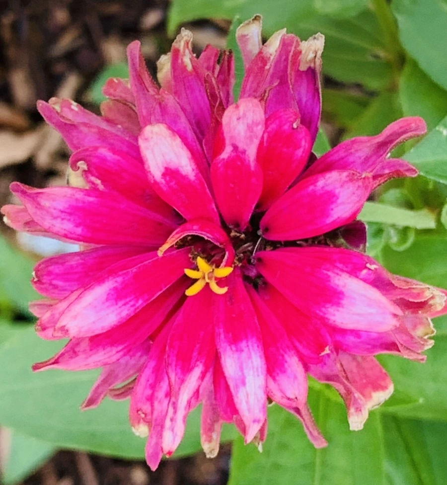 IMG_0489.jpg?type=w966