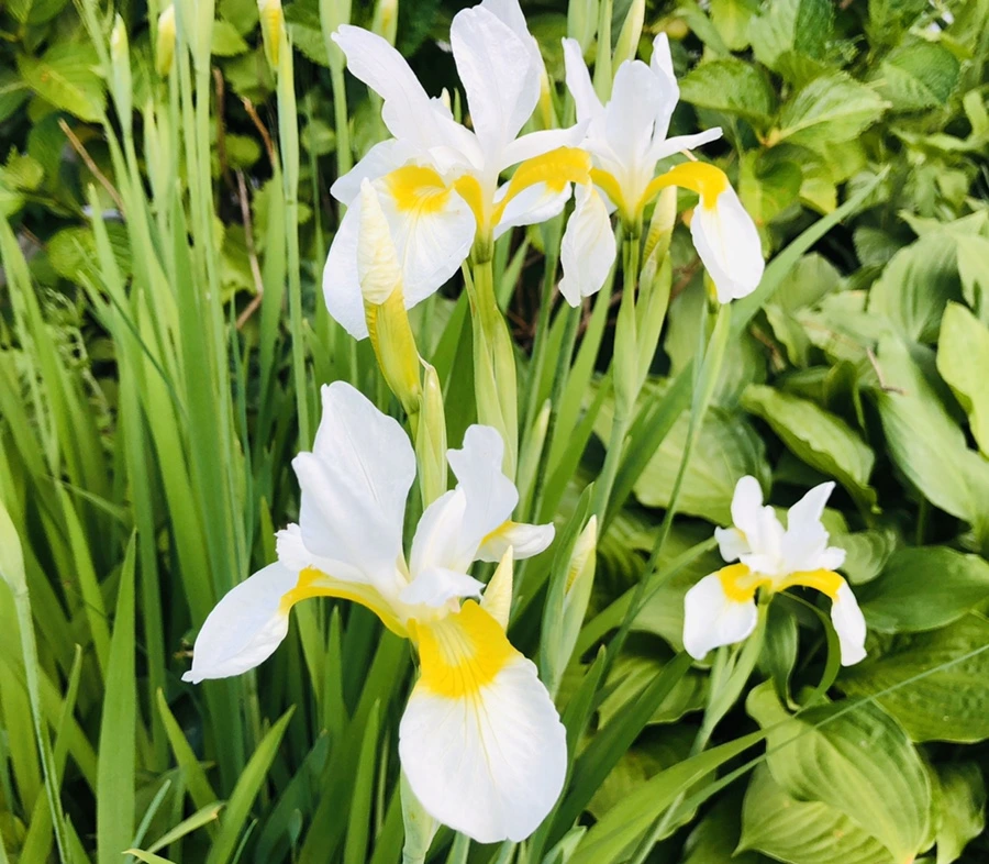 IMG_7714.jpg?type=w966