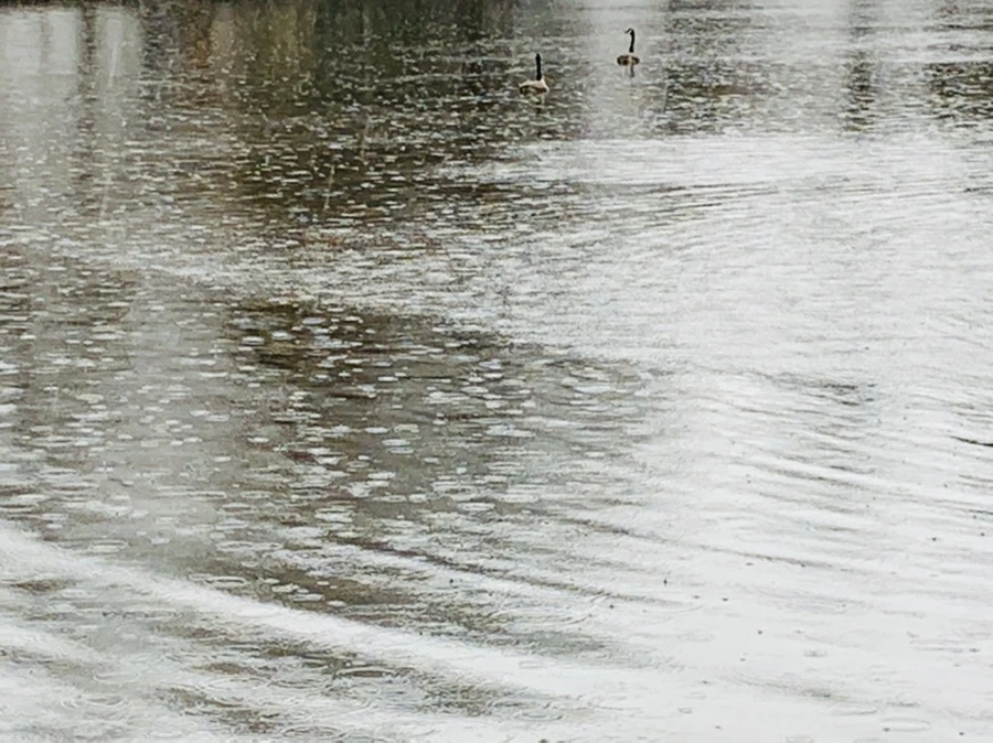 IMG_2113.jpg?type=w966