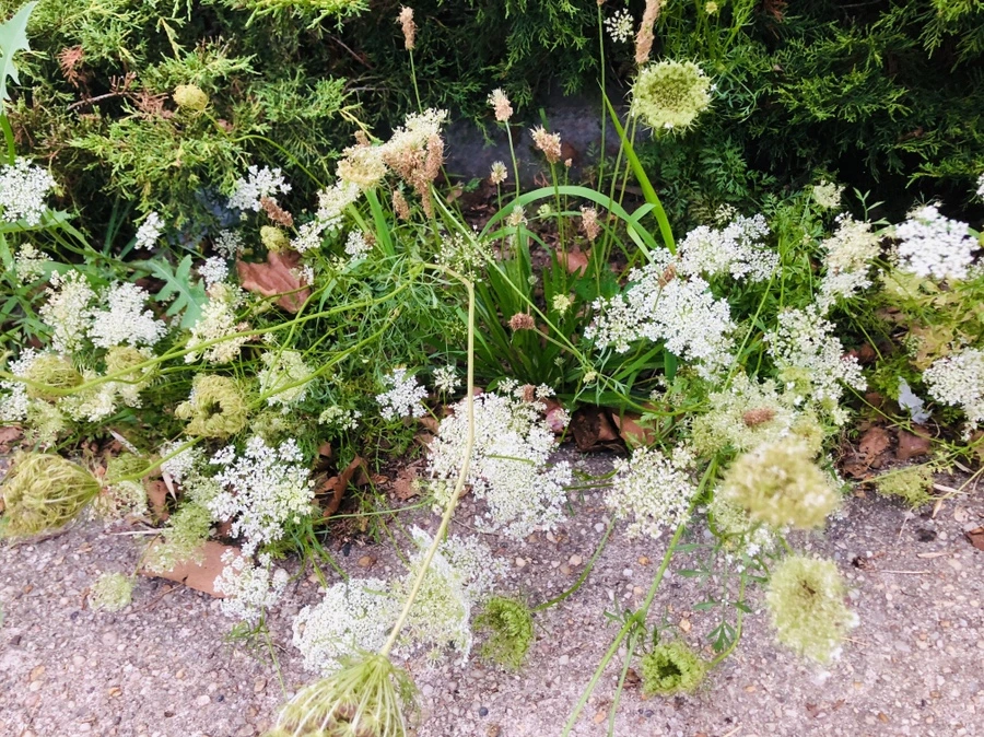 IMG_4865.jpg?type=w966