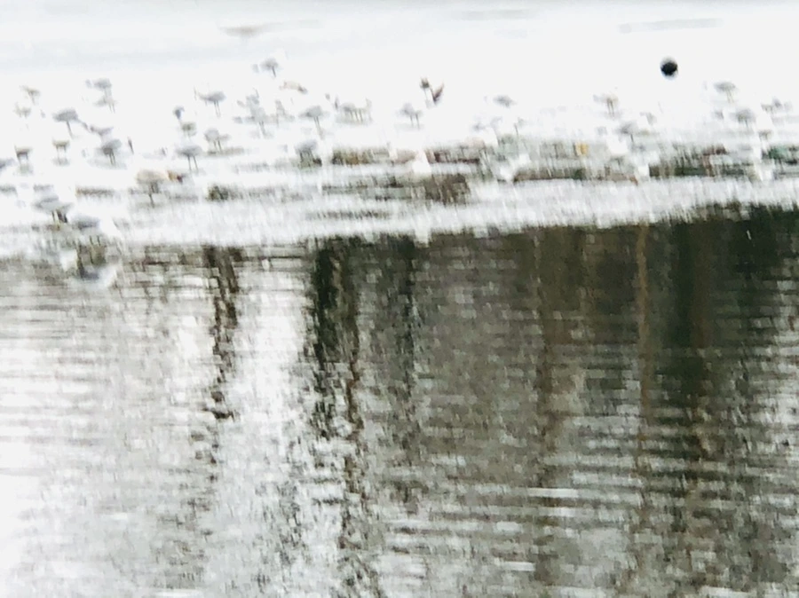 IMG_6443.jpg?type=w966