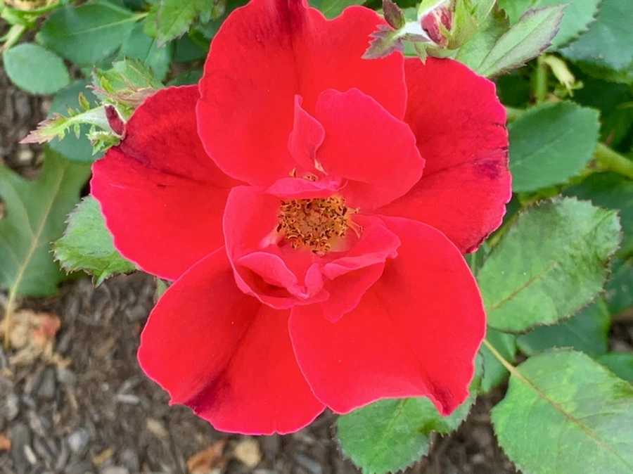 IMG_2697.jpg?type=w966