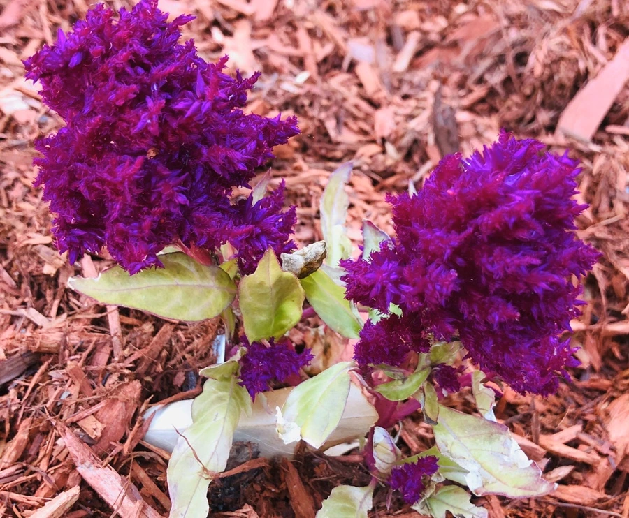 IMG_8409.jpg?type=w966