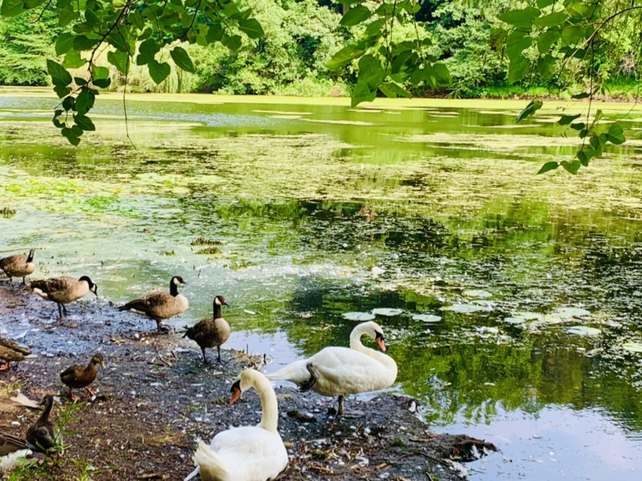 IMG_1242.jpg?type=w966