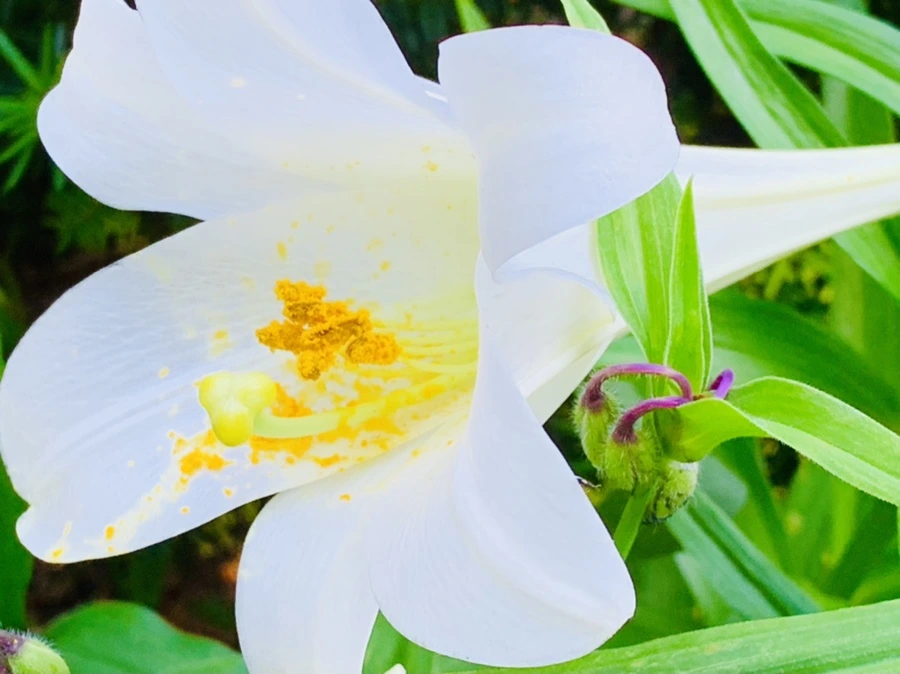 IMG_8746.jpg?type=w966