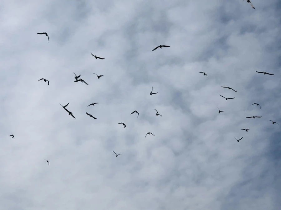 IMG_4721.jpg?type=w966