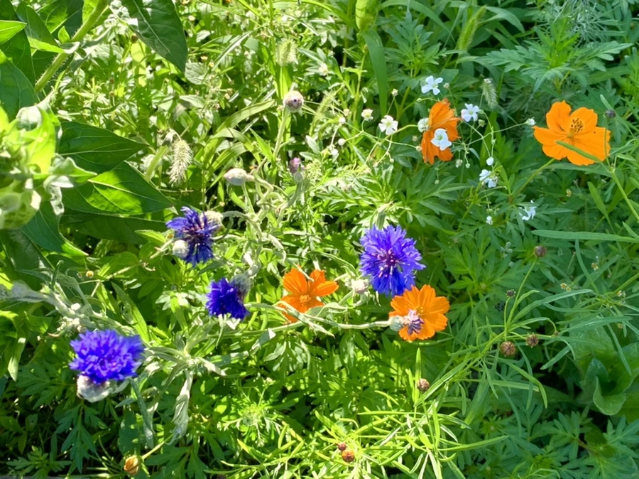 IMG_6513.jpg?type=w966