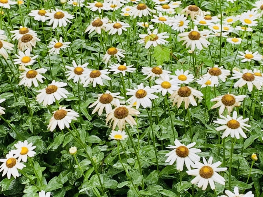 IMG_0180.jpg?type=w966