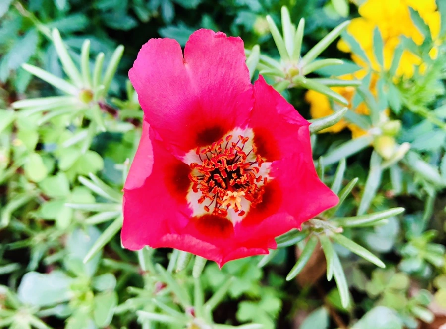 IMG_1444.jpg?type=w966