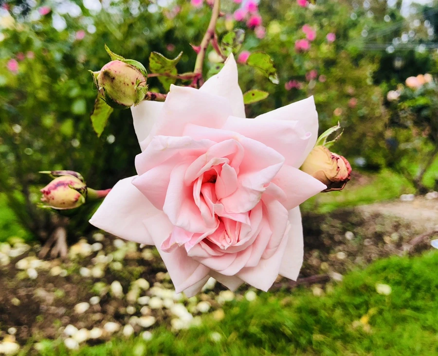 IMG_2848.jpg?type=w966