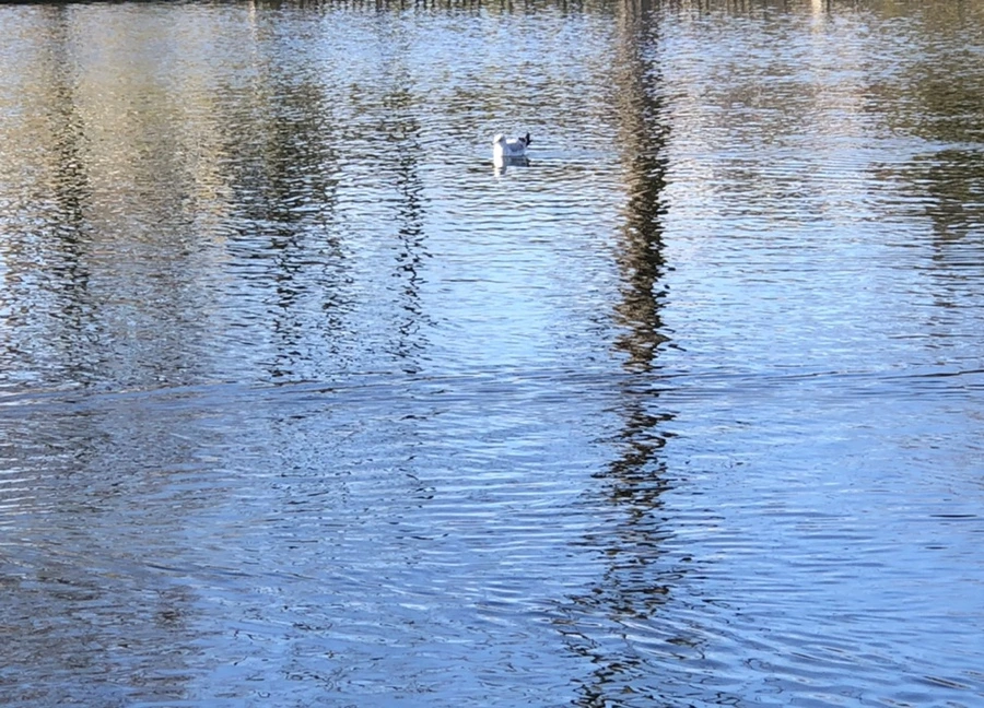 IMG_9746.jpg?type=w966