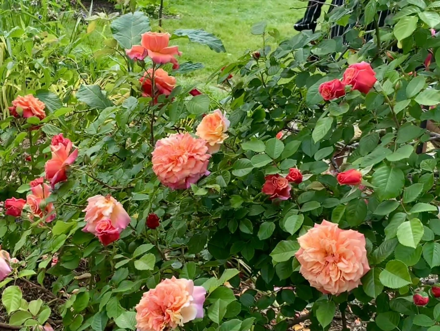 IMG_5783.jpg?type=w966