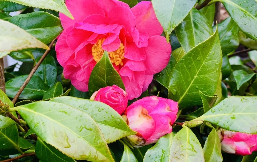 IMG_6265.jpg?type=w966