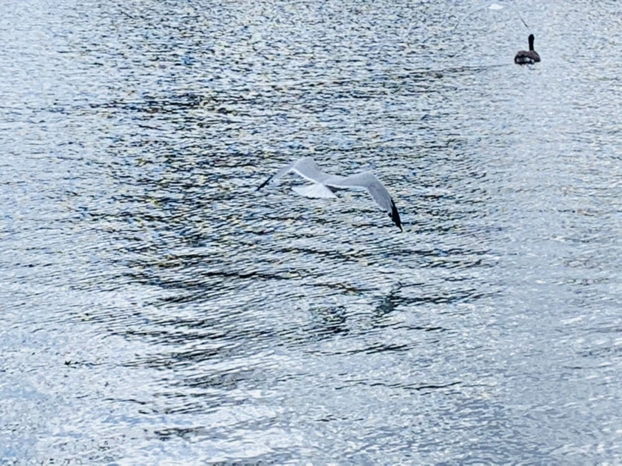 IMG_7414.jpg?type=w966