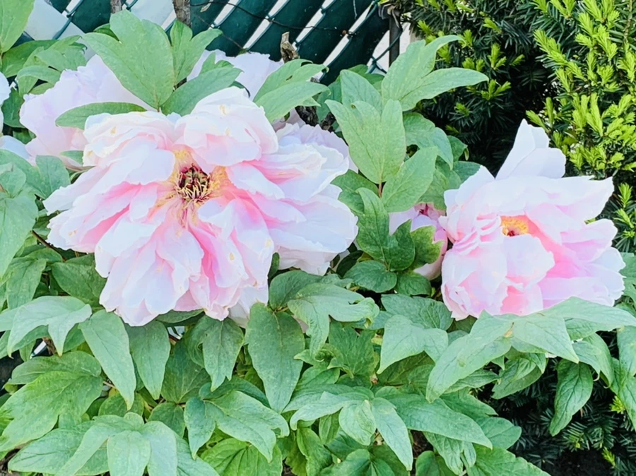 IMG_1998.jpg?type=w966