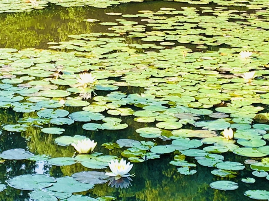 IMG_6615.jpg?type=w966