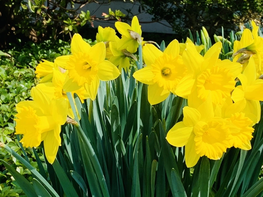 IMG_4269.jpg?type=w966