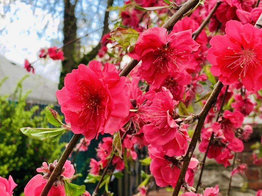 IMG_7943.jpg?type=w966