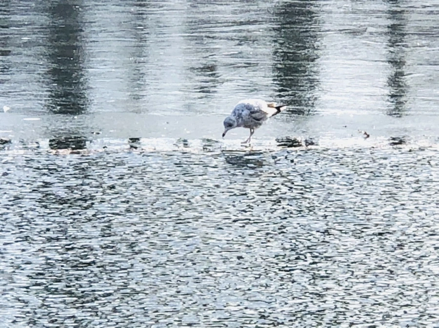 IMG_5287.jpg?type=w966