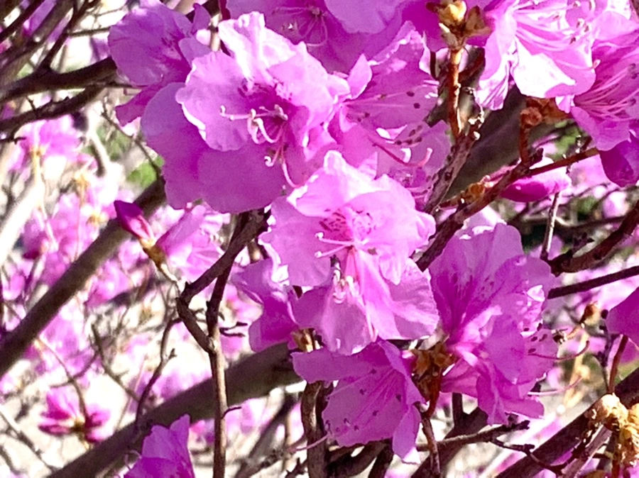 IMG_5523.jpg?type=w966