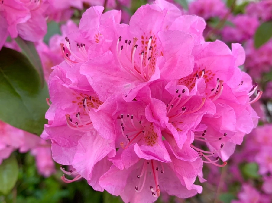 IMG_5008.jpg?type=w966