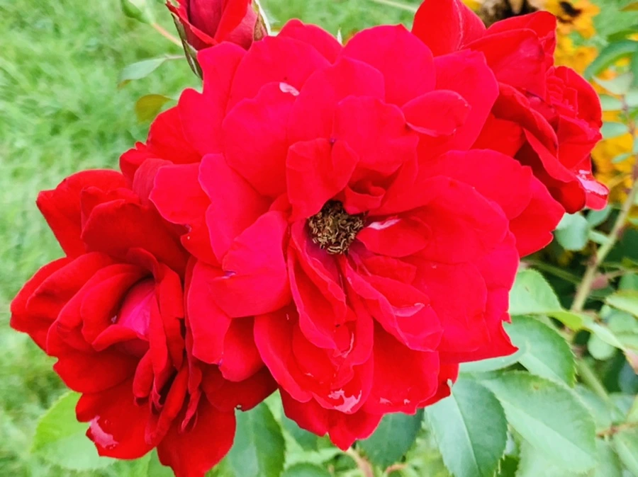 IMG_8775.jpg?type=w966