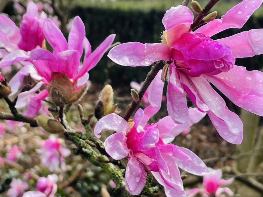 IMG_7436.jpg?type=w966