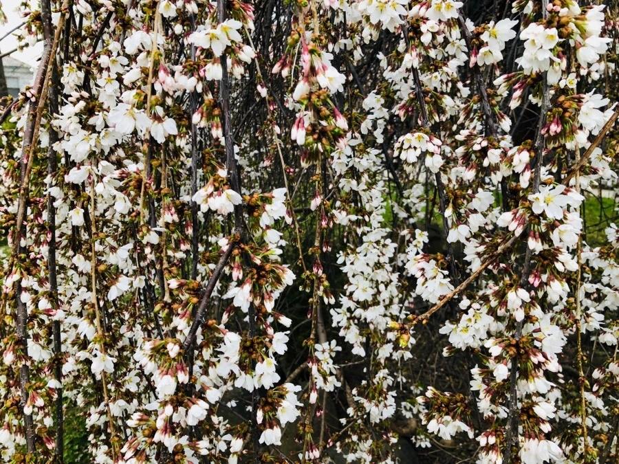 IMG_4341.jpg?type=w966