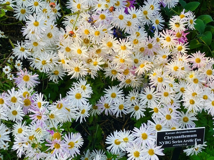 IMG_1764.jpg?type=w966