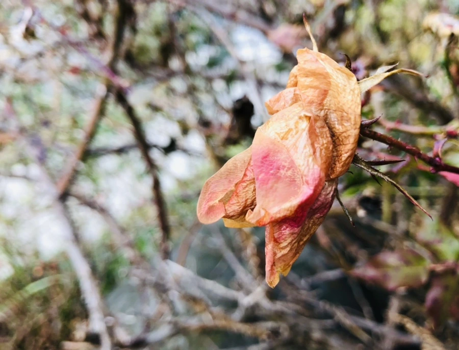 IMG_8778.jpg?type=w966