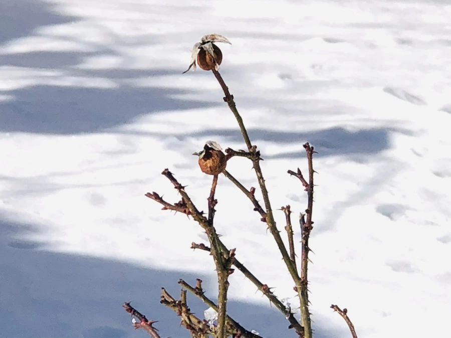 IMG_1414.jpg?type=w966