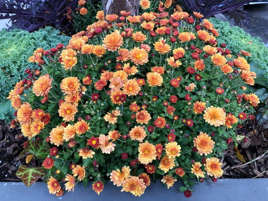 IMG_7163.jpg?type=w966