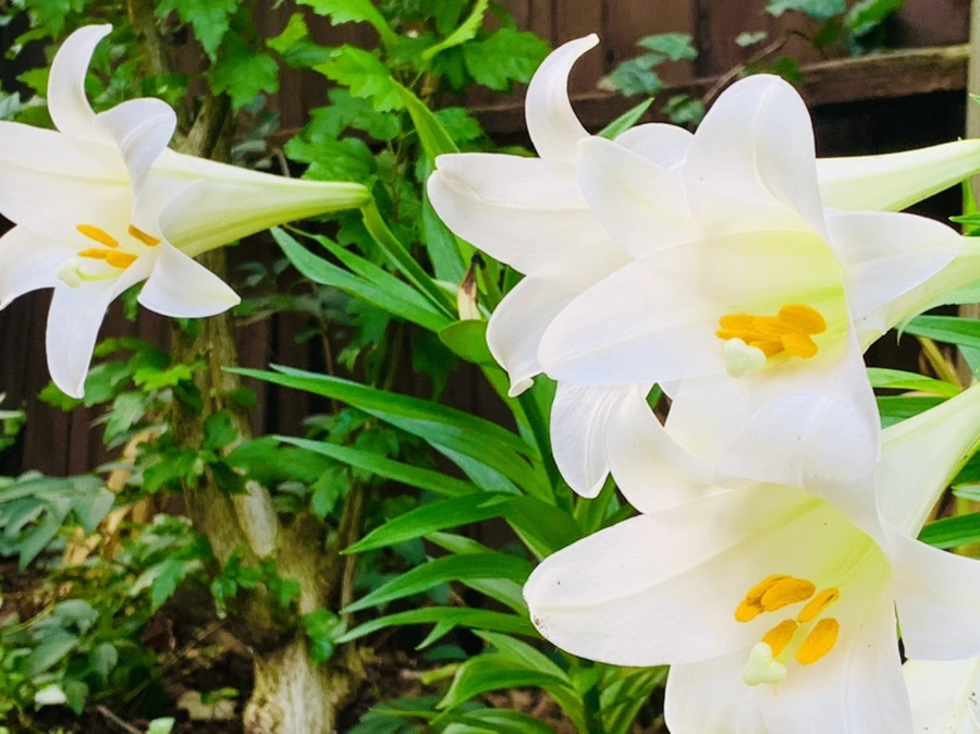 IMG_1010.jpg?type=w966