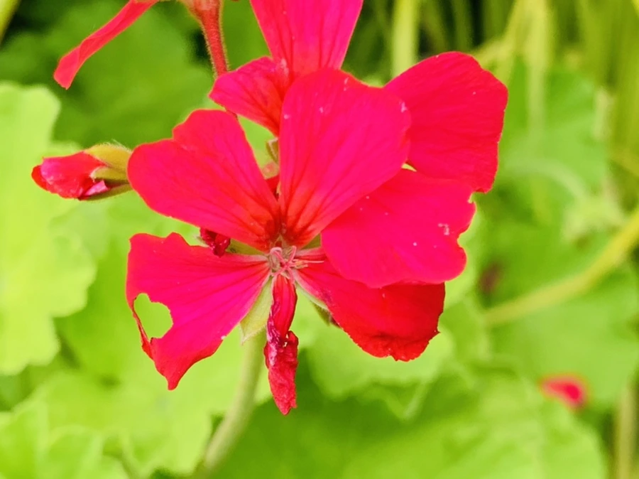 IMG_9448.jpg?type=w966