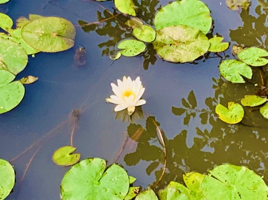 IMG_7897.jpg?type=w966