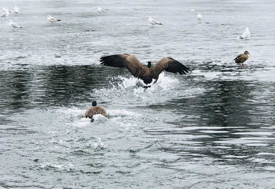 IMG_6046.jpg?type=w966