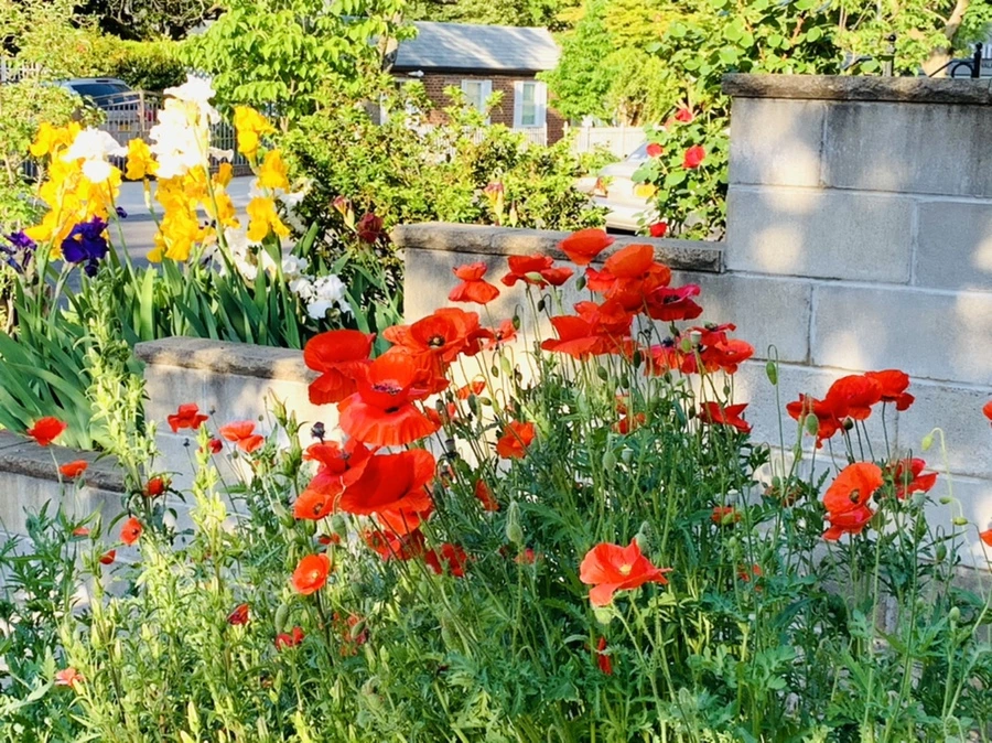 IMG_3472.jpg?type=w966