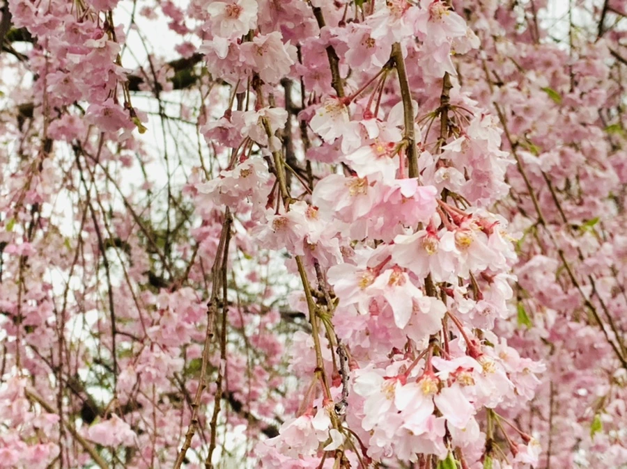 IMG_2324.jpg?type=w966