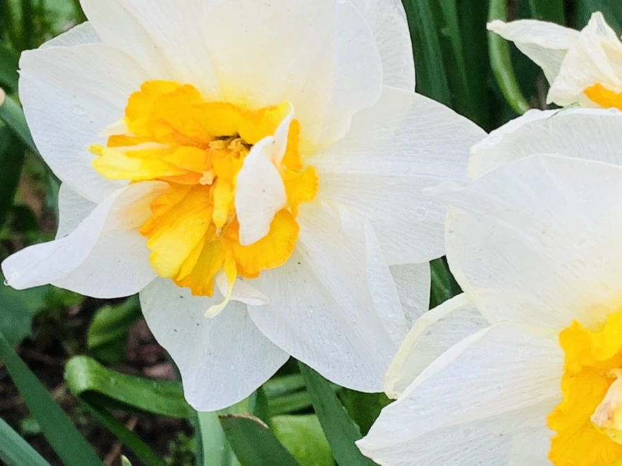 IMG_4061.jpg?type=w966