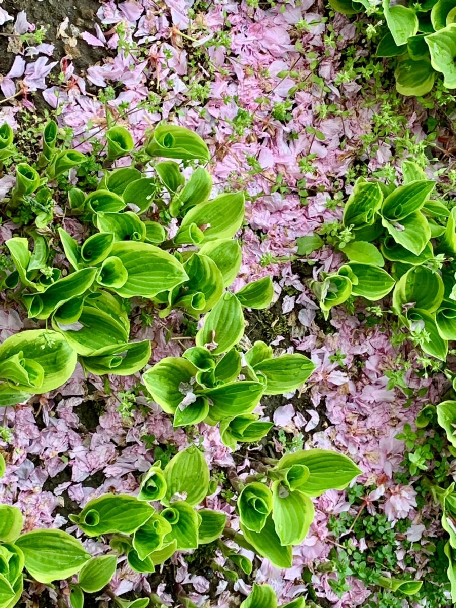 IMG_7293.jpg?type=w966