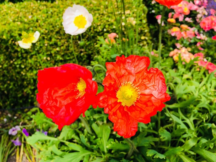 IMG_7906.jpg?type=w966