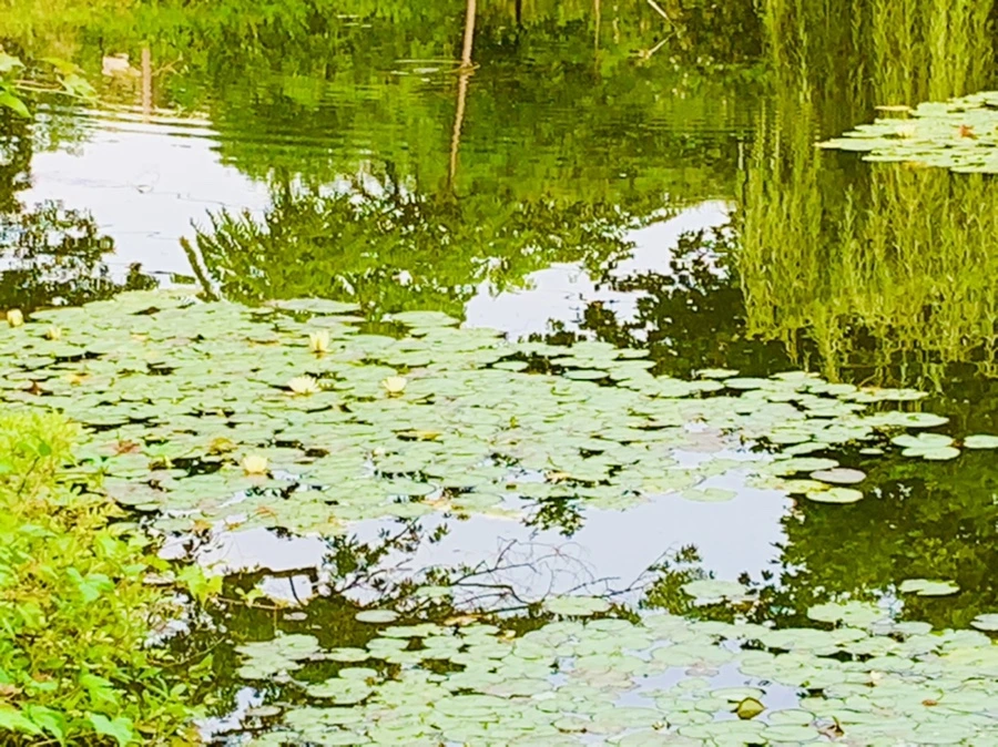 IMG_1658.jpg?type=w966