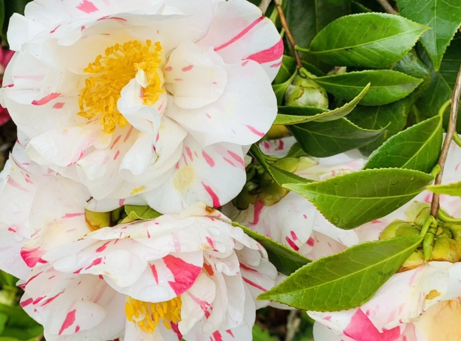 IMG_1358.jpg?type=w966